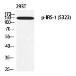 Western blot - IRS-1 (Phospho-Ser323) Polyclonal Antibody from Signalway Antibody (12354) - Antibodies.com