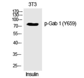 Western blot - Gab 1 (Phospho-Tyr659) Polyclonal Antibody from Signalway Antibody (12359) - Antibodies.com