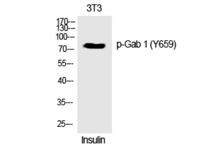Western blot - Gab 1 (Phospho-Tyr659) Polyclonal Antibody from Signalway Antibody (12359) - Antibodies.com