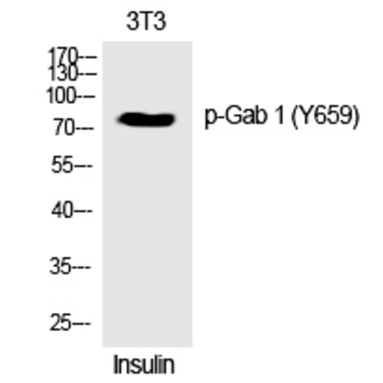 Western blot - Gab 1 (Phospho-Tyr659) Polyclonal Antibody from Signalway Antibody (12359) - Antibodies.com