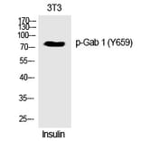 Western blot - Gab 1 (Phospho-Tyr659) Polyclonal Antibody from Signalway Antibody (12359) - Antibodies.com