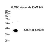Western blot - Fusin (Phospho-Ser339) Polyclonal Antibody from Signalway Antibody (12362) - Antibodies.com