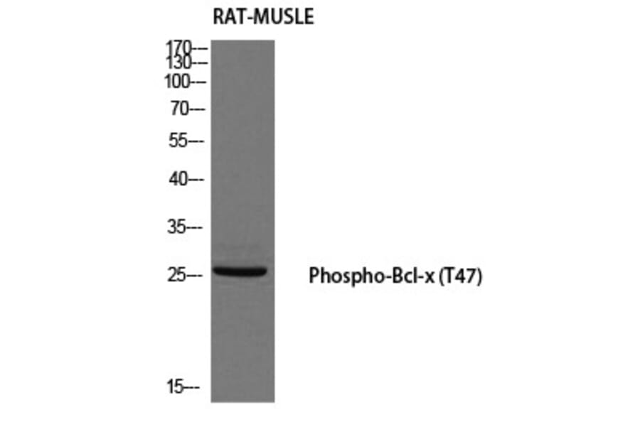 Western blot - Bcl-x (Phospho-Thr47) Polyclonal Antibody from Signalway Antibody (12184) - Antibodies.com