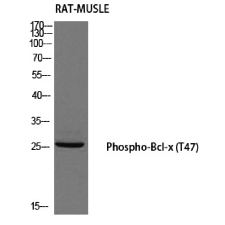Western blot - Bcl-x (Phospho-Thr47) Polyclonal Antibody from Signalway Antibody (12184) - Antibodies.com
