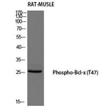 Western blot - Bcl-x (Phospho-Thr47) Polyclonal Antibody from Signalway Antibody (12184) - Antibodies.com