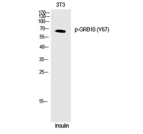 Western blot - GRB10 (Phospho-Tyr67) Polyclonal Antibody from Signalway Antibody (12275) - Antibodies.com