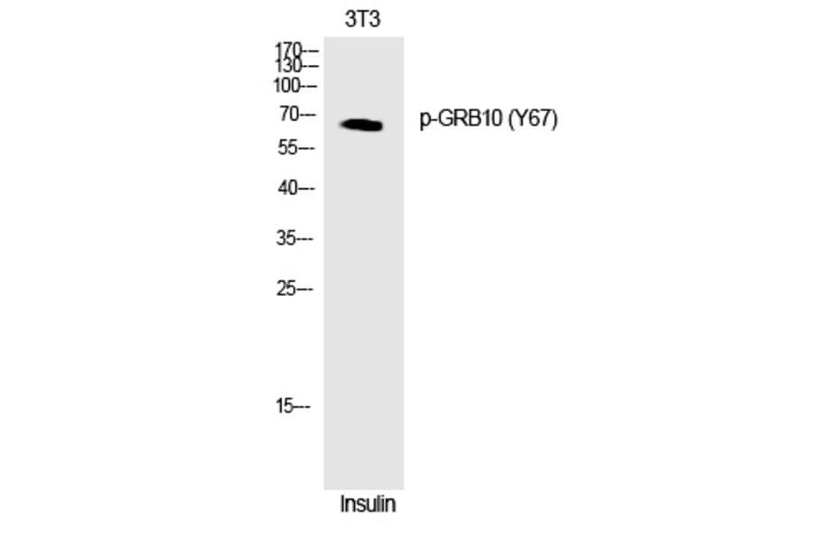 Western blot - GRB10 (Phospho-Tyr67) Polyclonal Antibody from Signalway Antibody (12275) - Antibodies.com