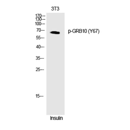 Western blot - GRB10 (Phospho-Tyr67) Polyclonal Antibody from Signalway Antibody (12275) - Antibodies.com