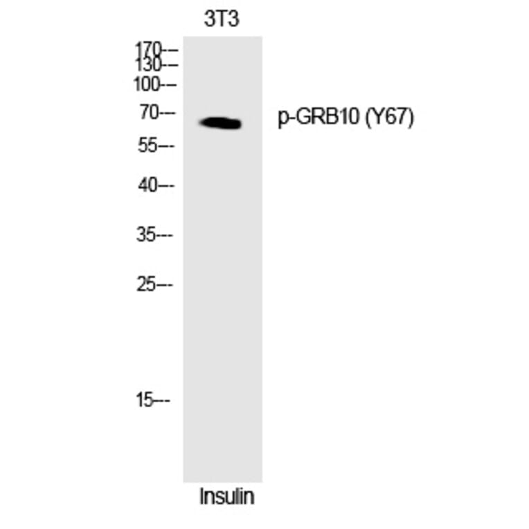 Western blot - GRB10 (Phospho-Tyr67) Polyclonal Antibody from Signalway Antibody (12275) - Antibodies.com