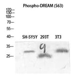 Western blot - DREAM (Phospho-Ser63) Polyclonal Antibody from Signalway Antibody (12366) - Antibodies.com