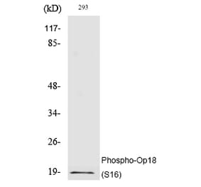 Western blot - Op18 (Phospho-Ser16) Polyclonal Antibody from Signalway Antibody (12212) - Antibodies.com