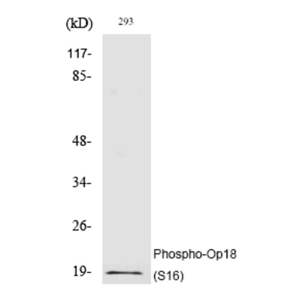 Western blot - Op18 (Phospho-Ser16) Polyclonal Antibody from Signalway Antibody (12212) - Antibodies.com
