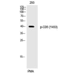 Western blot - CD5 (Phospho-Tyr453) Polyclonal Antibody from Signalway Antibody (12269) - Antibodies.com