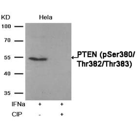 Western blot - PTEN (Phospho-Ser380/Thr382/Thr383) Antibody from Signalway Antibody (11056) - Antibodies.com