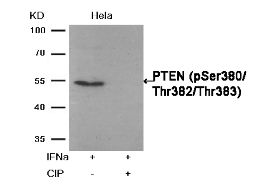 Western blot - PTEN (Phospho-Ser380/Thr382/Thr383) Antibody from Signalway Antibody (11056) - Antibodies.com