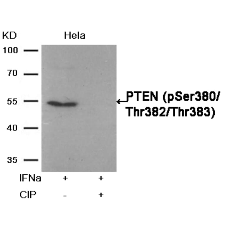 Western blot - PTEN (Phospho-Ser380/Thr382/Thr383) Antibody from Signalway Antibody (11056) - Antibodies.com