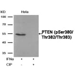 Western blot - PTEN (Phospho-Ser380/Thr382/Thr383) Antibody from Signalway Antibody (11056) - Antibodies.com