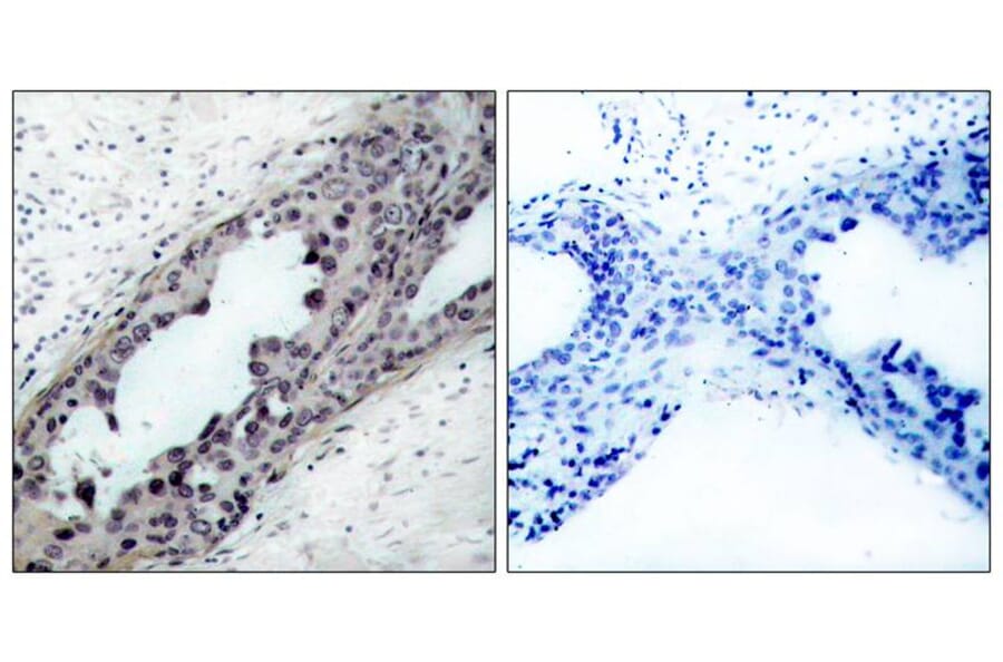 Immunohistochemistry - PTEN (Phospho-Ser380/Thr382/Thr383) Antibody from Signalway Antibody (11056) - Antibodies.com