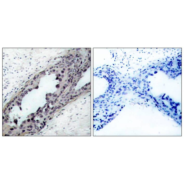 Immunohistochemistry - PTEN (Phospho-Ser380/Thr382/Thr383) Antibody from Signalway Antibody (11056) - Antibodies.com