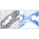 Immunohistochemistry - PTEN (Phospho-Ser380/Thr382/Thr383) Antibody from Signalway Antibody (11056) - Antibodies.com