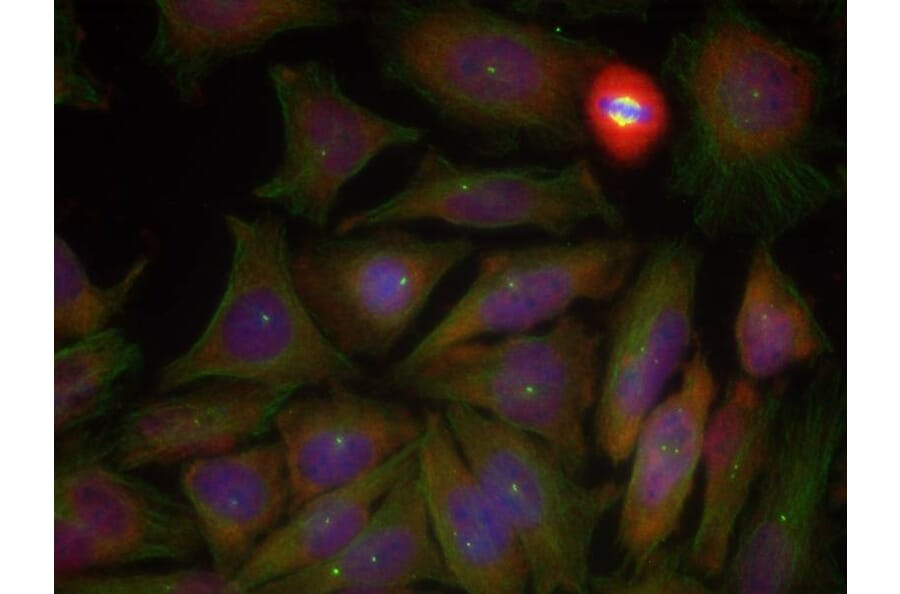 Immunofluorescence - PTEN (Phospho-Ser380/Thr382/Thr383) Antibody from Signalway Antibody (11056) - Antibodies.com