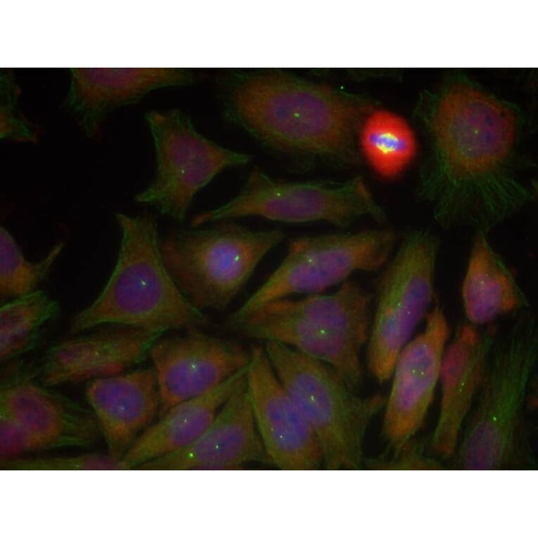 Immunofluorescence - PTEN (Phospho-Ser380/Thr382/Thr383) Antibody from Signalway Antibody (11056) - Antibodies.com