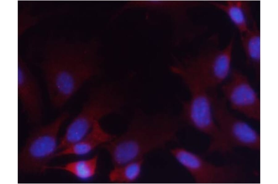Immunofluorescence - PTEN (Phospho-Ser380/Thr382/Thr383) Antibody from Signalway Antibody (11056) - Antibodies.com
