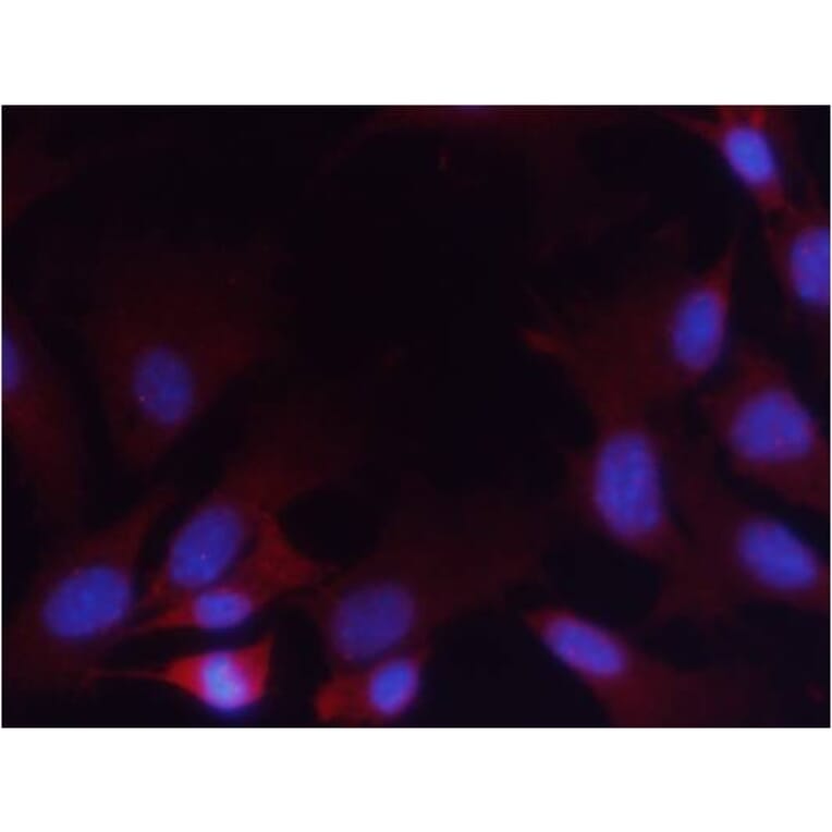 Immunofluorescence - PTEN (Phospho-Ser380/Thr382/Thr383) Antibody from Signalway Antibody (11056) - Antibodies.com