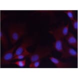 Immunofluorescence - PTEN (Phospho-Ser380/Thr382/Thr383) Antibody from Signalway Antibody (11056) - Antibodies.com