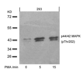 Western blot - p44/42 MAP Kinase (Phospho-Thr202) Antibody from Signalway Antibody (11245) - Antibodies.com