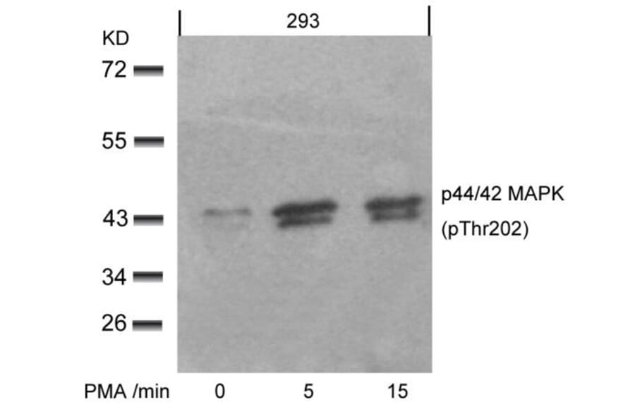 Western blot - p44/42 MAP Kinase (Phospho-Thr202) Antibody from Signalway Antibody (11245) - Antibodies.com