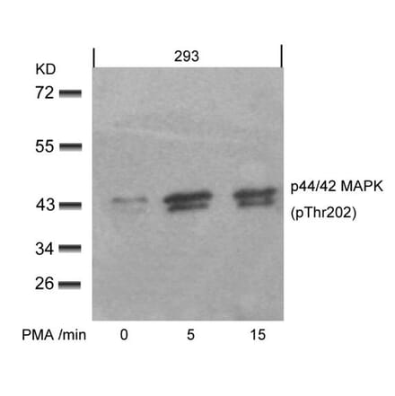 Western blot - p44/42 MAP Kinase (Phospho-Thr202) Antibody from Signalway Antibody (11245) - Antibodies.com