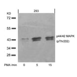 Western blot - p44/42 MAP Kinase (Phospho-Thr202) Antibody from Signalway Antibody (11245) - Antibodies.com
