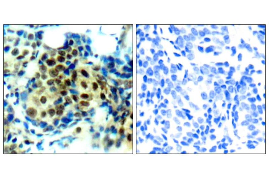 Immunohistochemistry - p44/42 MAP Kinase (Phospho-Thr202) Antibody from Signalway Antibody (11245) - Antibodies.com