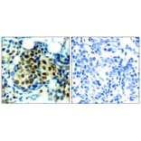 Immunohistochemistry - p44/42 MAP Kinase (Phospho-Thr202) Antibody from Signalway Antibody (11245) - Antibodies.com