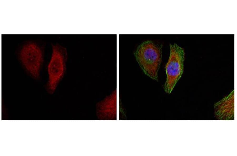 Immunofluorescence - p44/42 MAP Kinase (Phospho-Thr202) Antibody from Signalway Antibody (11245) - Antibodies.com