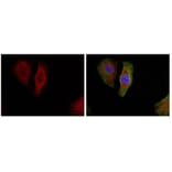 Immunofluorescence - p44/42 MAP Kinase (Phospho-Thr202) Antibody from Signalway Antibody (11245) - Antibodies.com