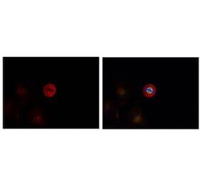 Immunofluorescence - p44/42 MAP Kinase (Phospho-Tyr204) Antibody from Signalway Antibody (11246) - Antibodies.com