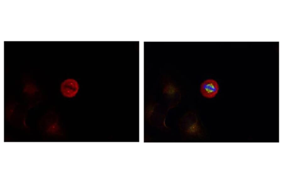 Immunofluorescence - p44/42 MAP Kinase (Phospho-Tyr204) Antibody from Signalway Antibody (11246) - Antibodies.com