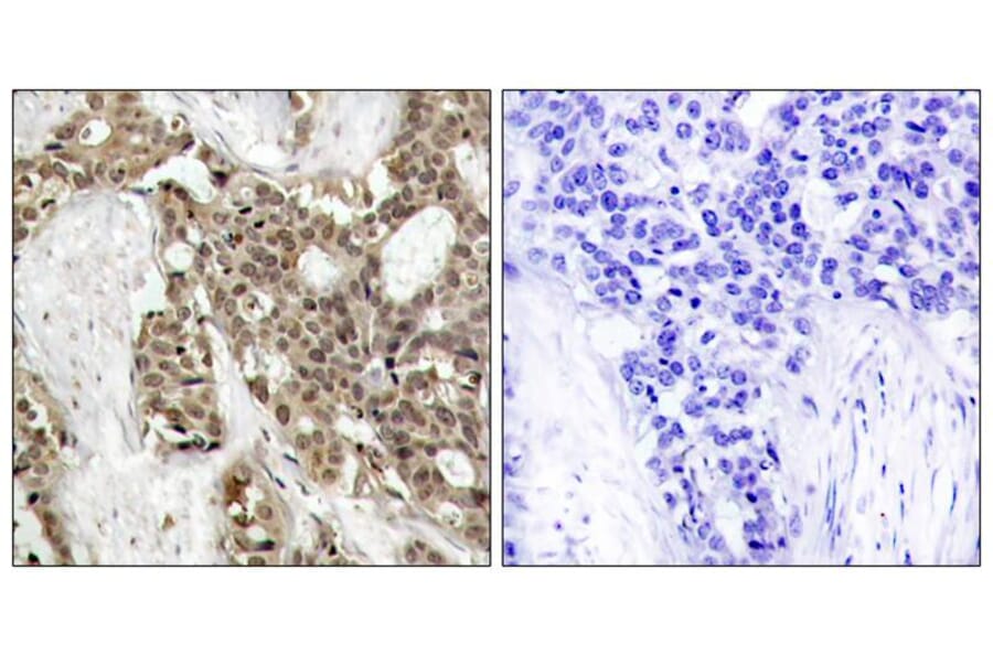 Immunohistochemistry - p44/42 MAP Kinase (Phospho-Tyr204) Antibody from Signalway Antibody (11246) - Antibodies.com
