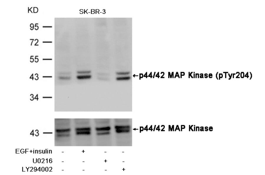 Western blot - p44/42 MAP Kinase (Phospho-Tyr204) Antibody from Signalway Antibody (11246) - Antibodies.com
