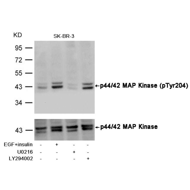 Western blot - p44/42 MAP Kinase (Phospho-Tyr204) Antibody from Signalway Antibody (11246) - Antibodies.com