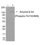 Western blot - Amyloid β A4 (Phospho-Thr743/668) Antibody from Signalway Antibody (11643) - Antibodies.com