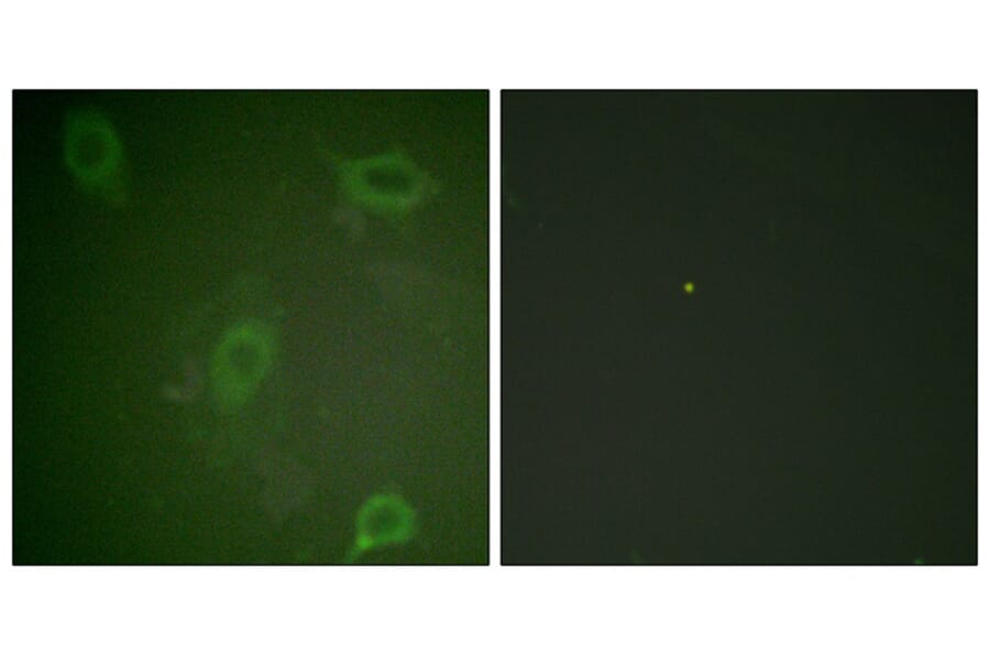 Immunofluorescence - Amyloid β A4 (Phospho-Thr743/668) Antibody from Signalway Antibody - Antibodies.com