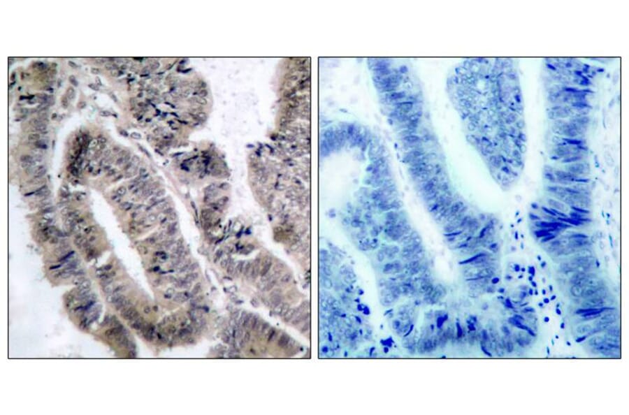 Immunohistochemistry - AMPKα1 (Phospho-Ser496)Antibody from Signalway Antibody (11174) - Antibodies.com
