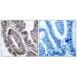 Immunohistochemistry - AMPKα1 (Phospho-Ser496)Antibody from Signalway Antibody (11174) - Antibodies.com