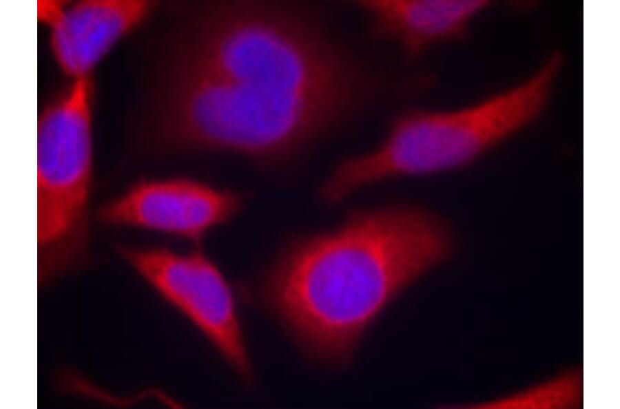 Immunofluorescence - AMPKα1 (Phospho-Ser496)Antibody from Signalway Antibody (11174) - Antibodies.com