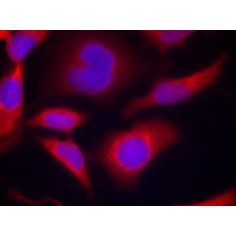 Immunofluorescence - AMPKα1 (Phospho-Ser496)Antibody from Signalway Antibody (11174) - Antibodies.com