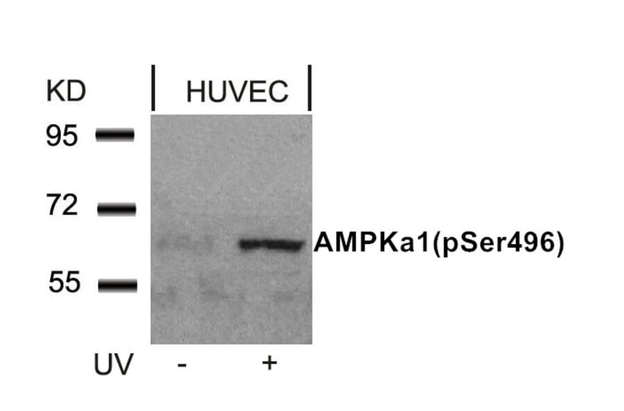 Western blot - AMPKα1 (Phospho-Ser496)Antibody from Signalway Antibody (11174) - Antibodies.com
