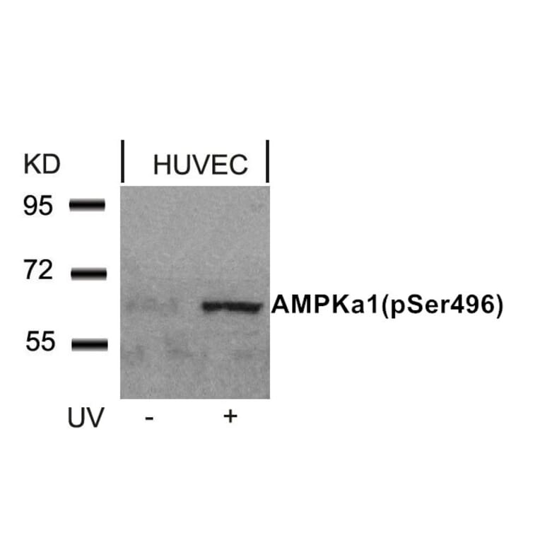 Western blot - AMPKα1 (Phospho-Ser496)Antibody from Signalway Antibody (11174) - Antibodies.com